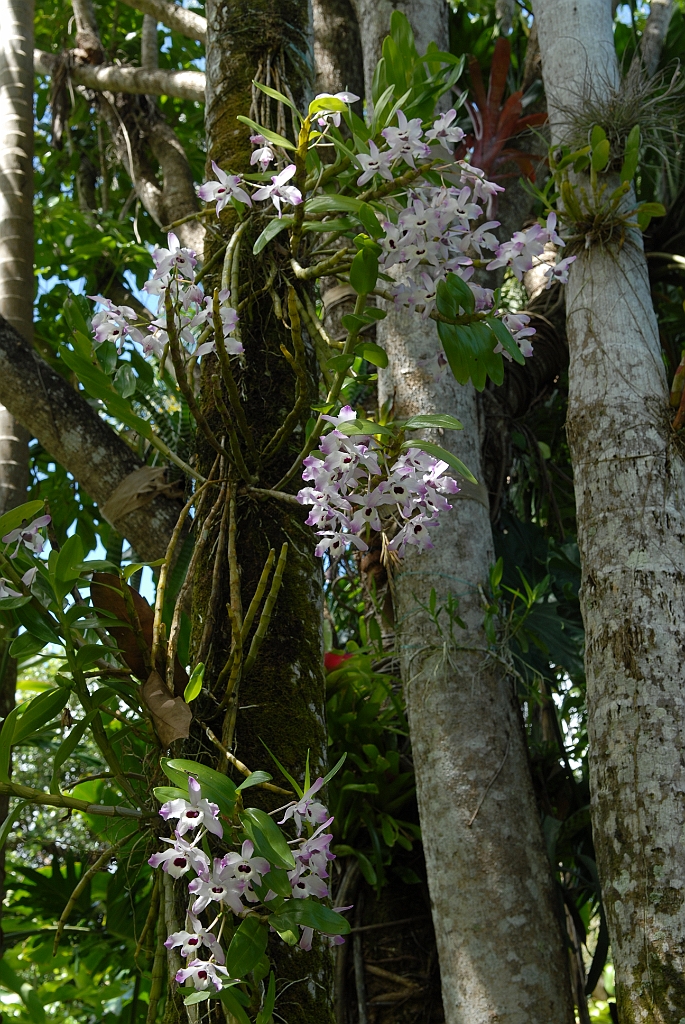 0218 Cairns Botanic Gardens.jpg